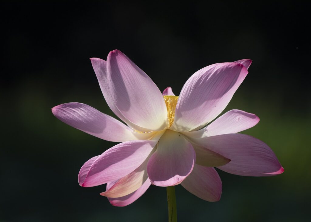 flower, lotus, flower background-8372142.jpg