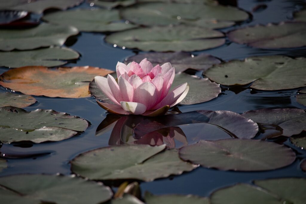flower, lotus, lake-8375479.jpg