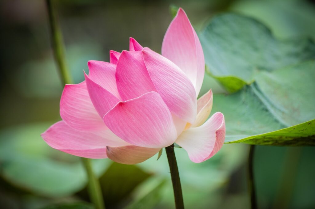 lotus, pink flower, blooming-8369252.jpg